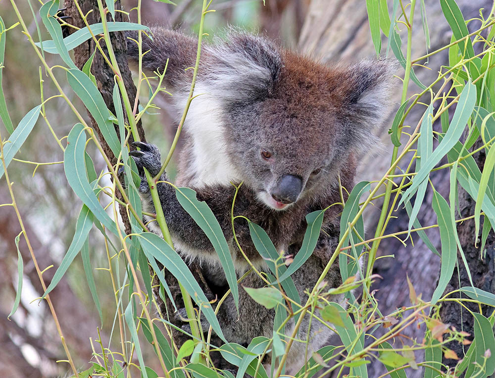 koala-claws