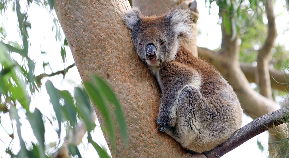 koala-sleep