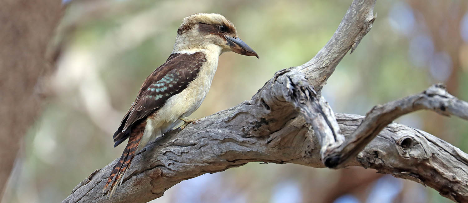 Laughing Kookaburra (image by Damon Ramsey)