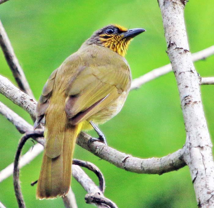 kaeng-krachan-bulbul