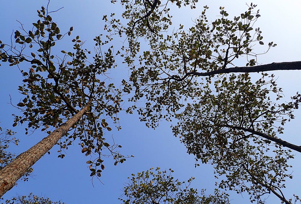 Dipterocarpus canopy (image by Damon Ramsey)