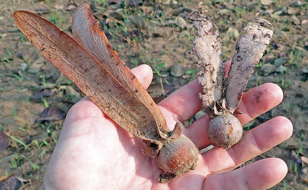 kulen-dipterocarp-fruits