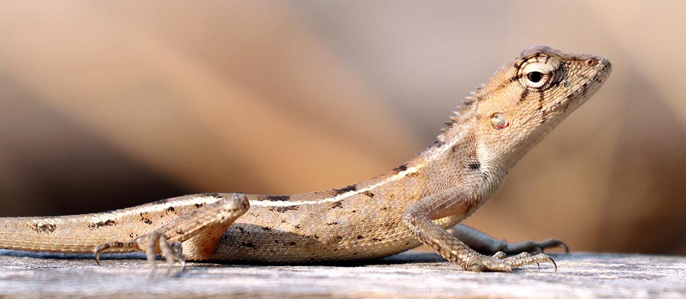 Dragon in Cambodia (image by Damon Ramsey)