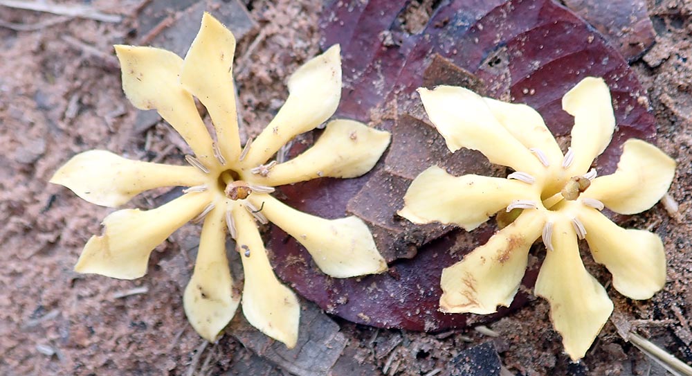 kulen-flowers-yellow