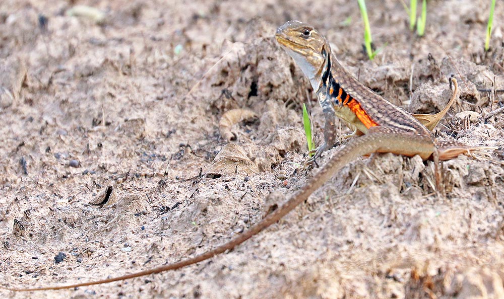 kulen-butterfly-lizard
