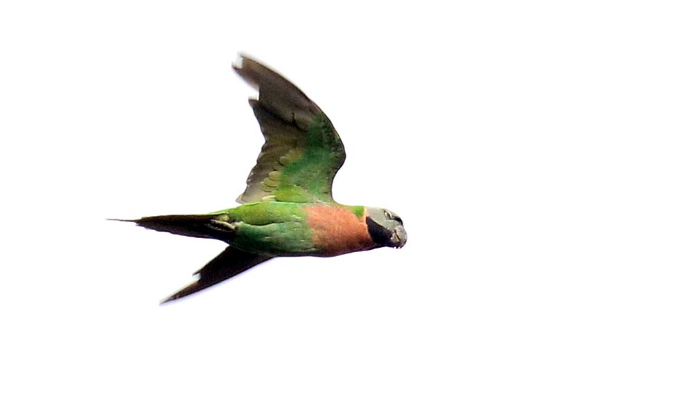 kulen-parakeet-red-breasted