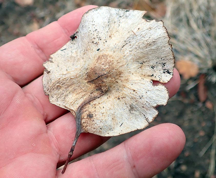 kulen-pterocarpus