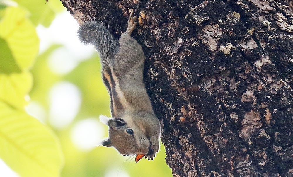 kulen-striped-squirrel