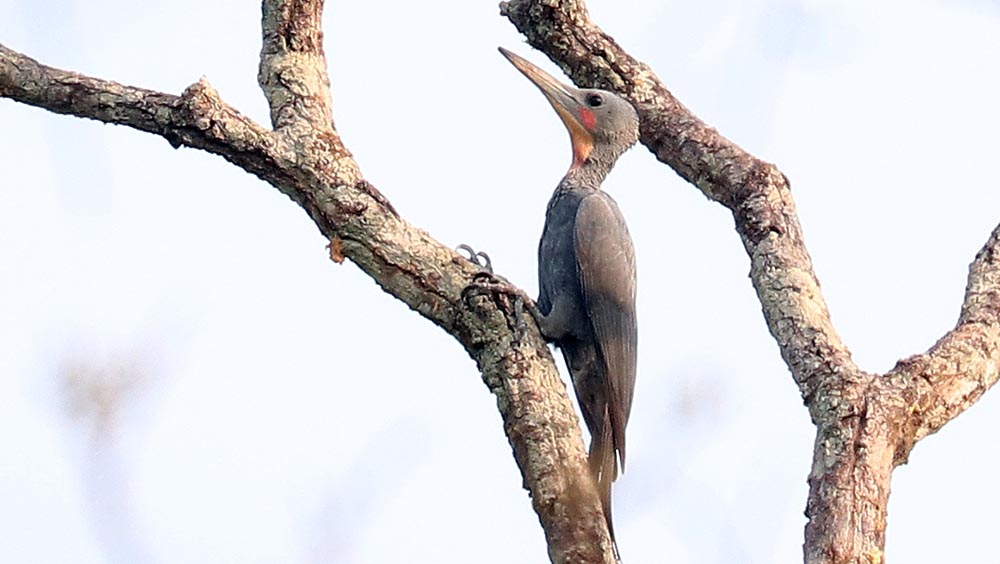 kulen-woodpecker-slasty