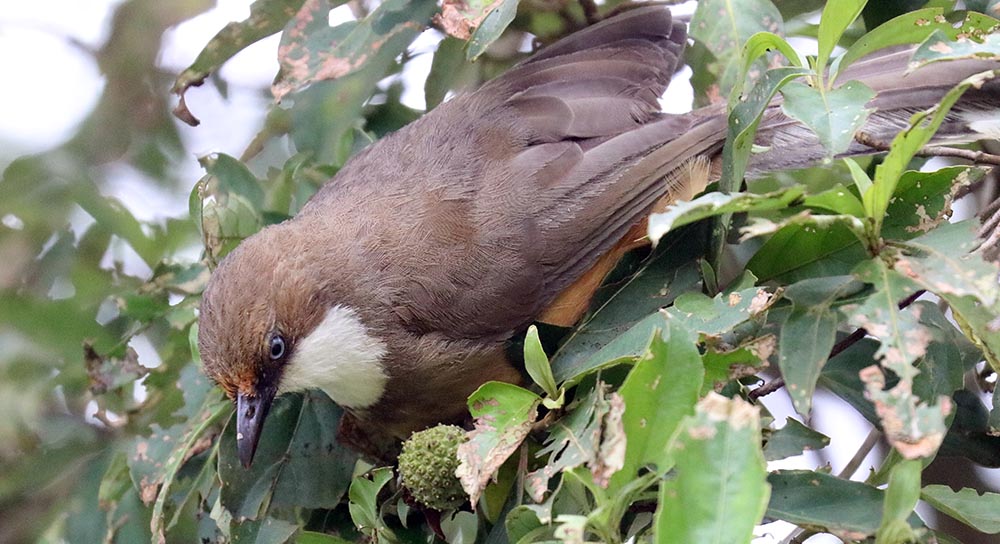 lamperli-laughing-thrush