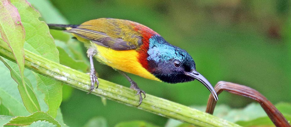 lamperli-sunbird