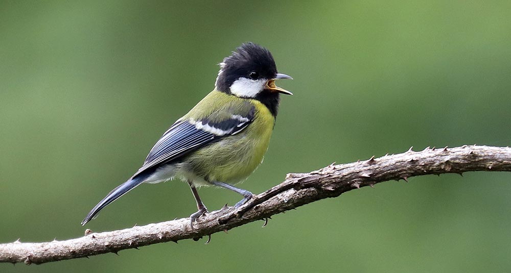 lamperli-tit