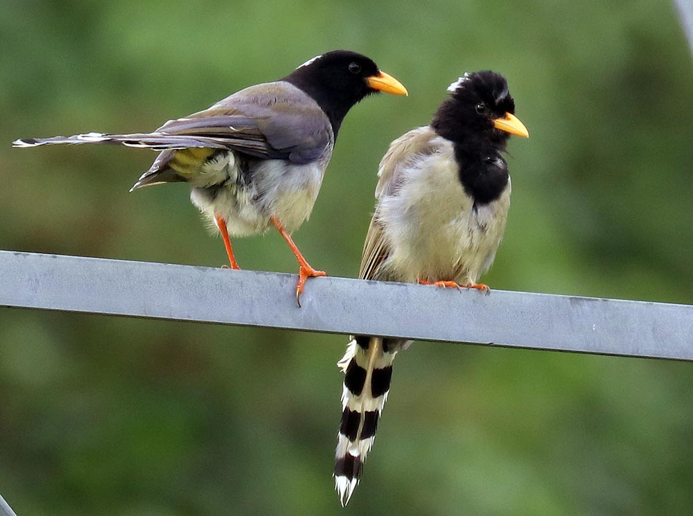 lamperli-magpies