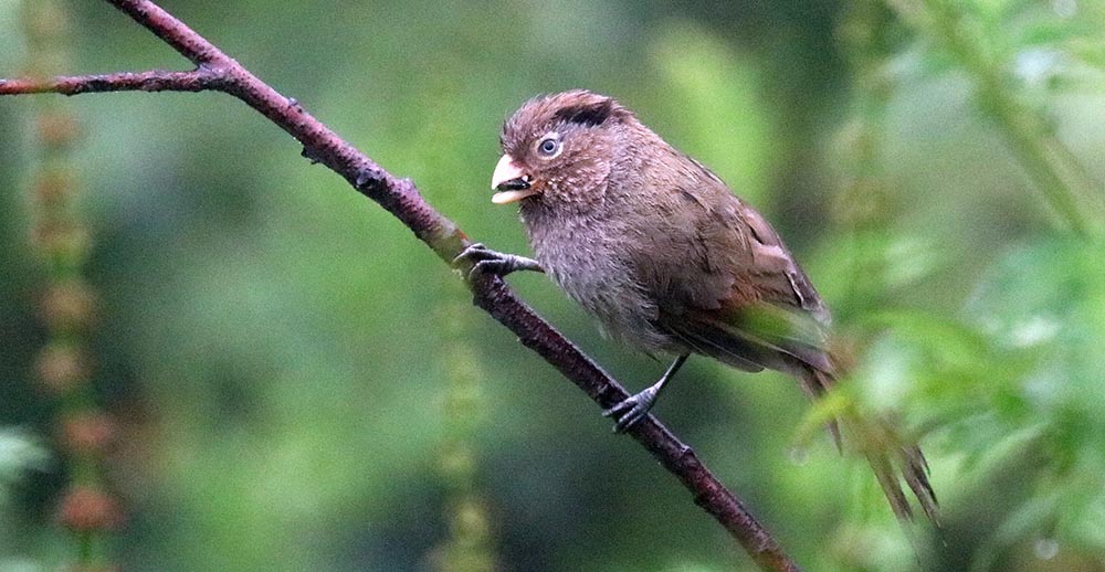 lamperli-parrotbill