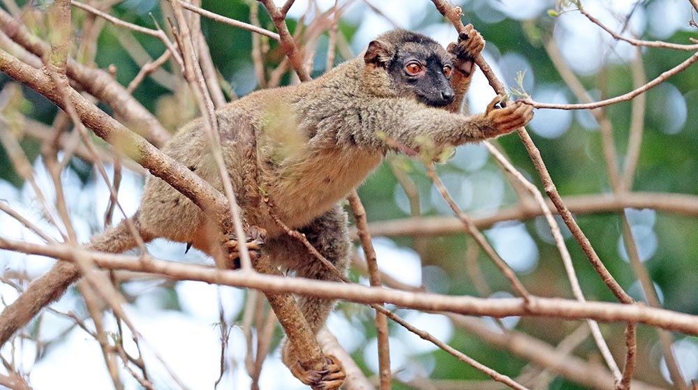 lemur-common-brown