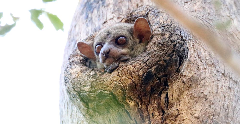 Lemur looking out of hole in tree trunk (image by Damon Ramsey)
