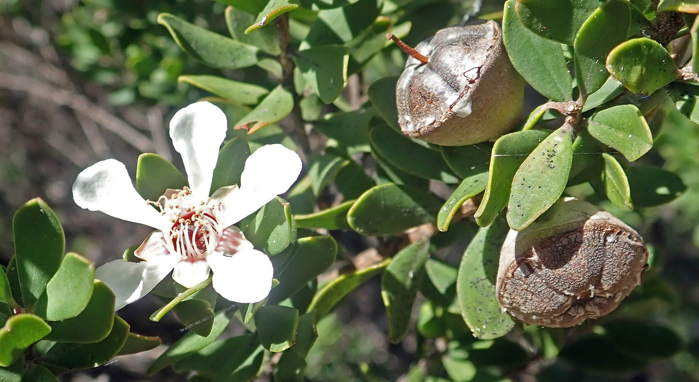 leptospermum-grandiflorum-huoy-