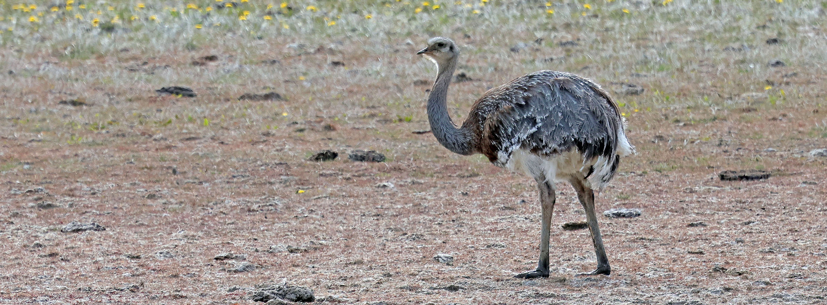 lesser-rhea-patagoinia-