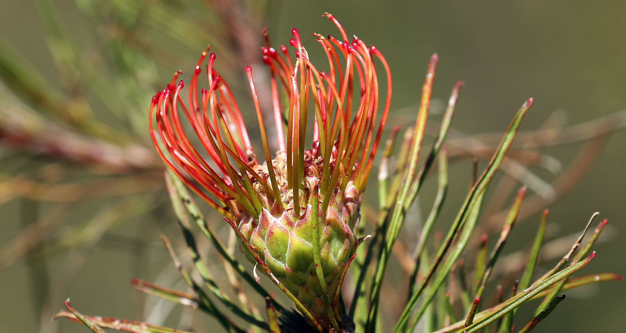 leucospermum-lineare-kistenbosch