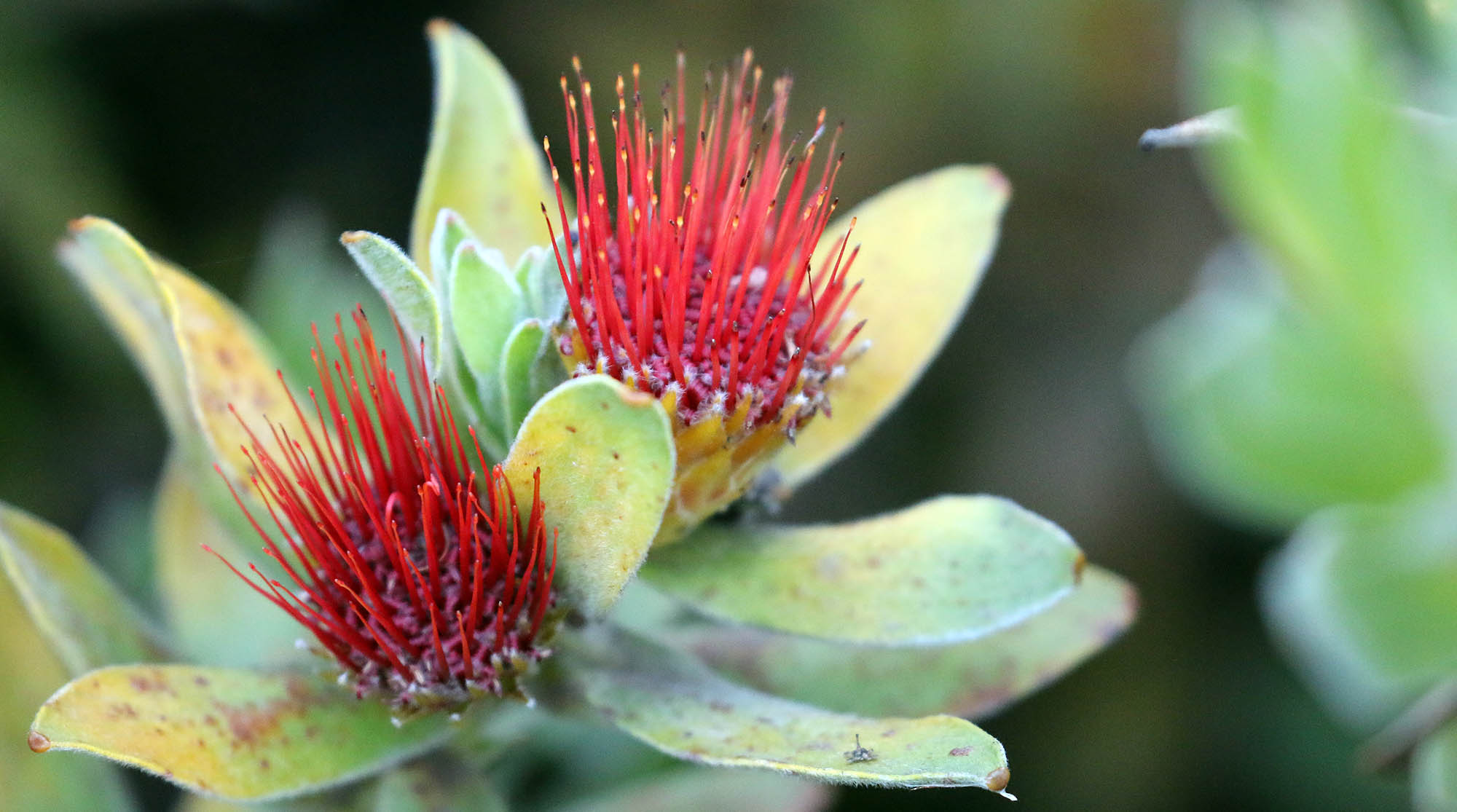 leucospermum-oleofolium-cape-town