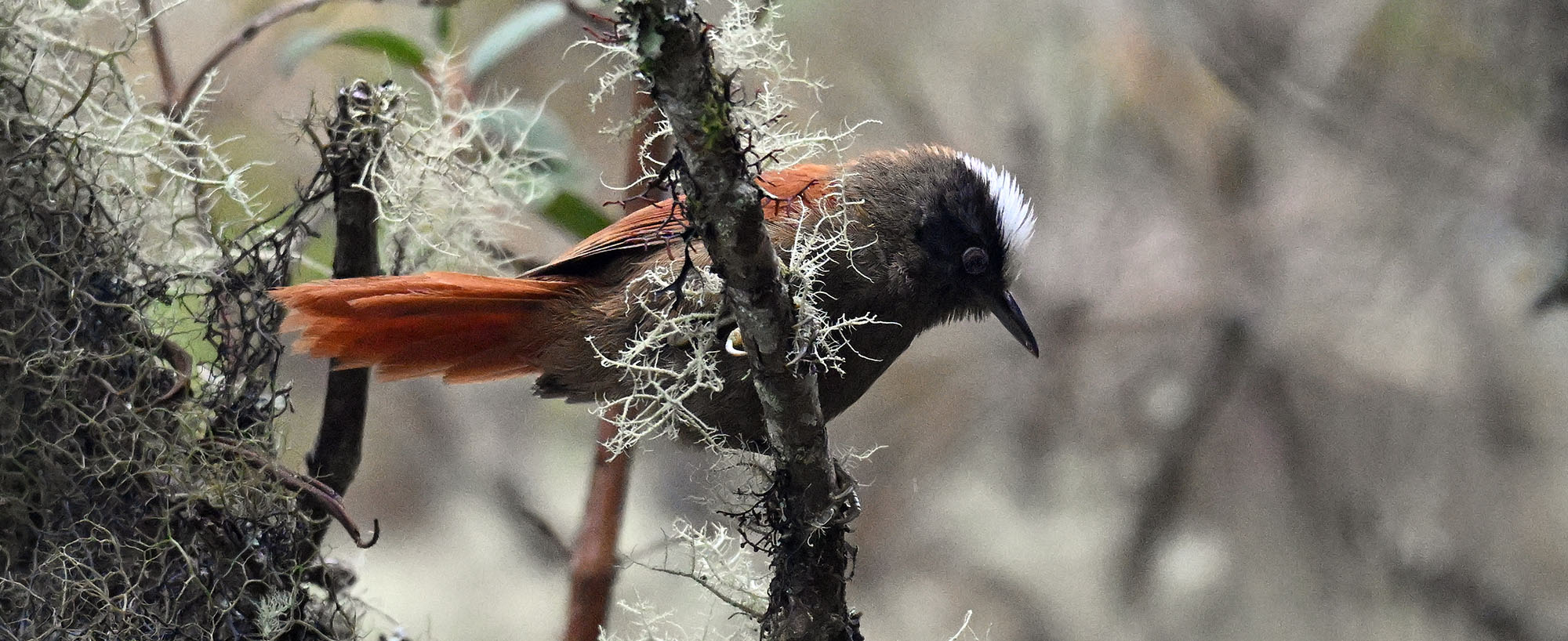 jucumari-light-crowned-spinetail-