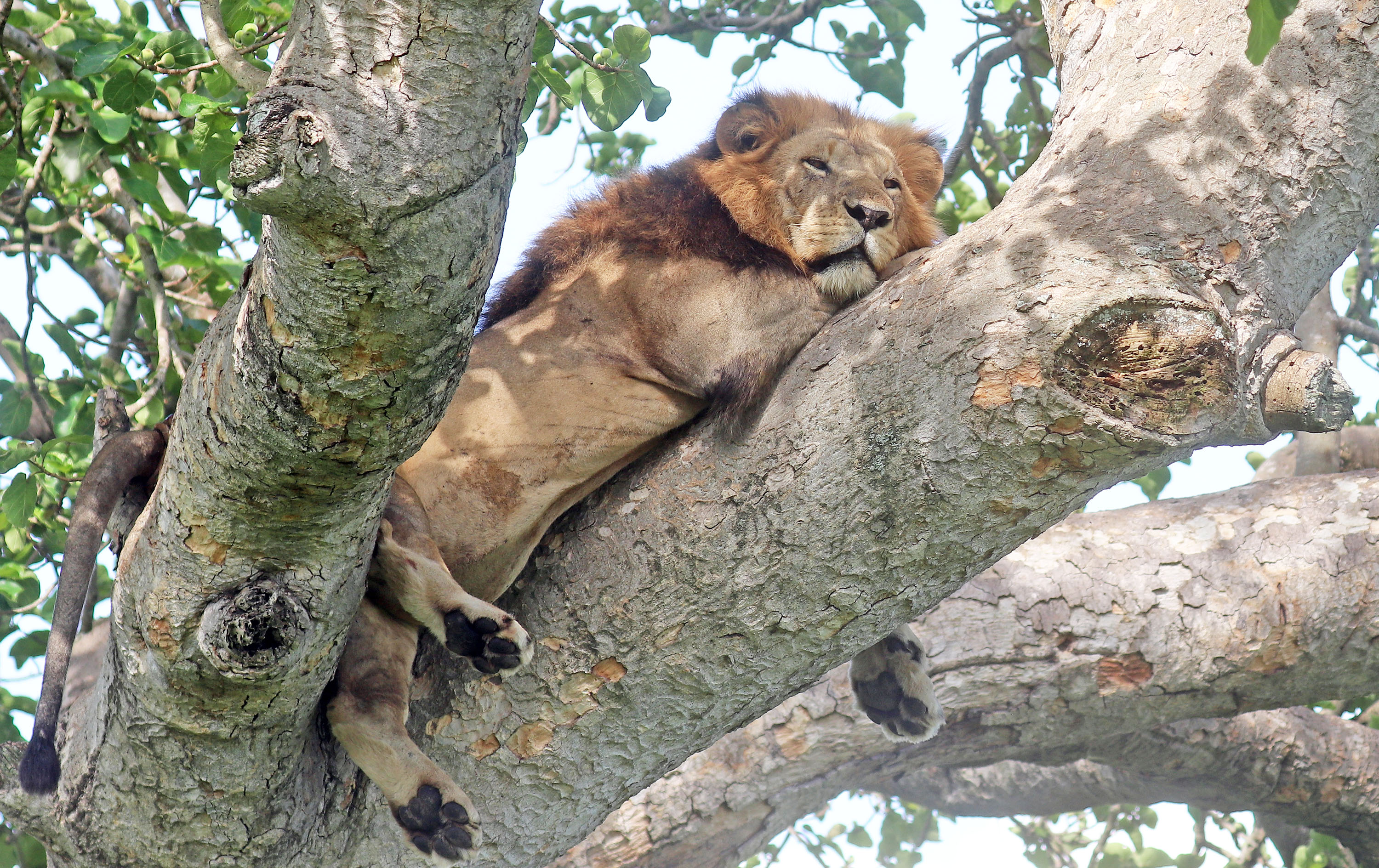 lion-sleeepy-in-tree-ishasha-uganda
