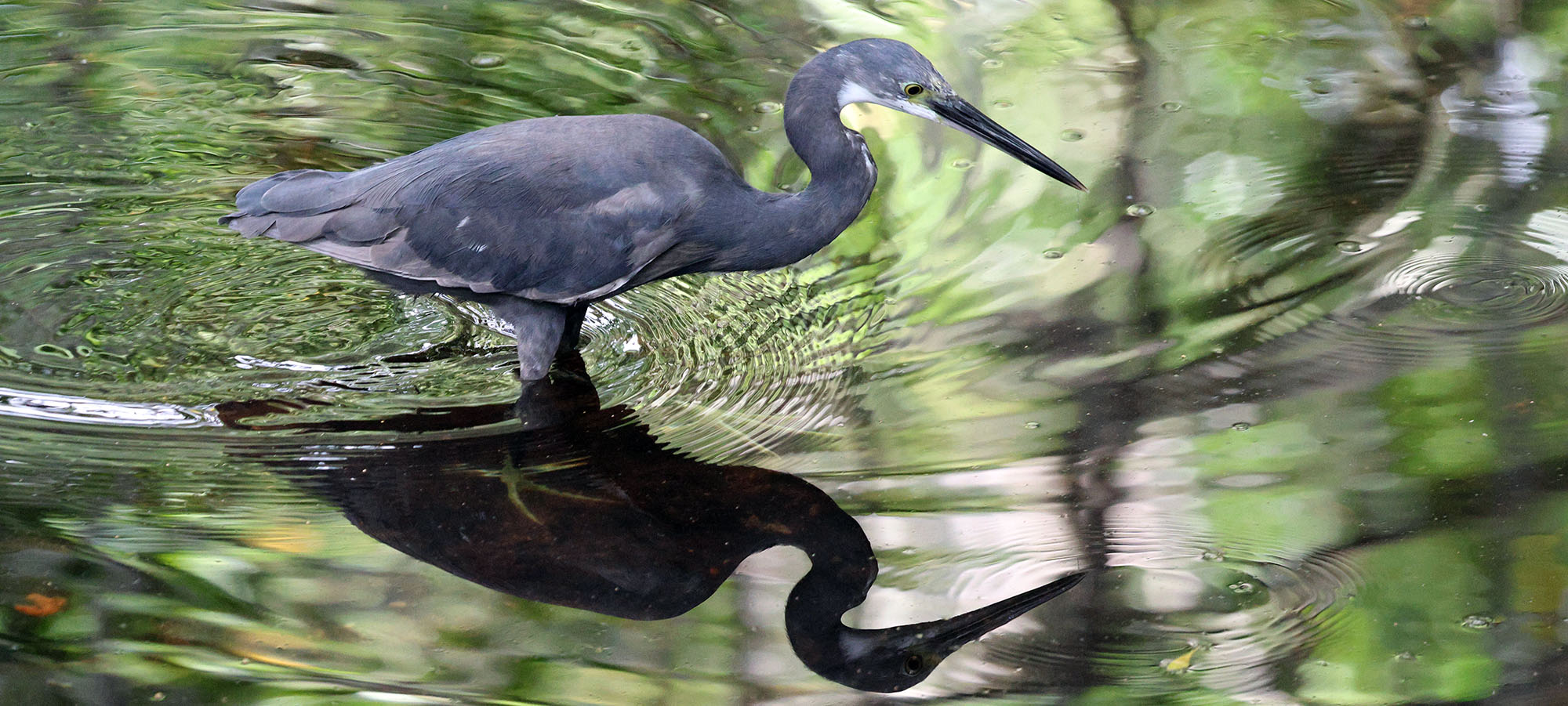 dimorphic-egret-zanzibar