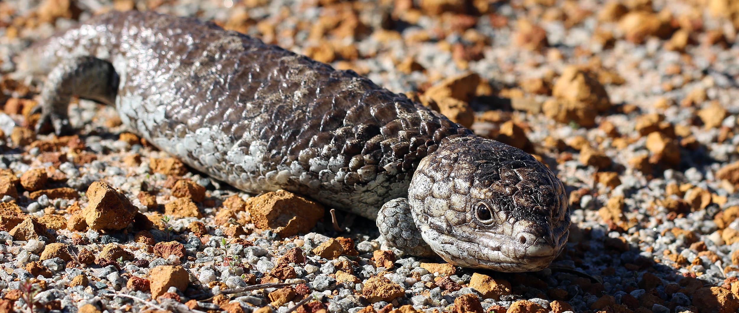 lizard-bobtail-lesueur