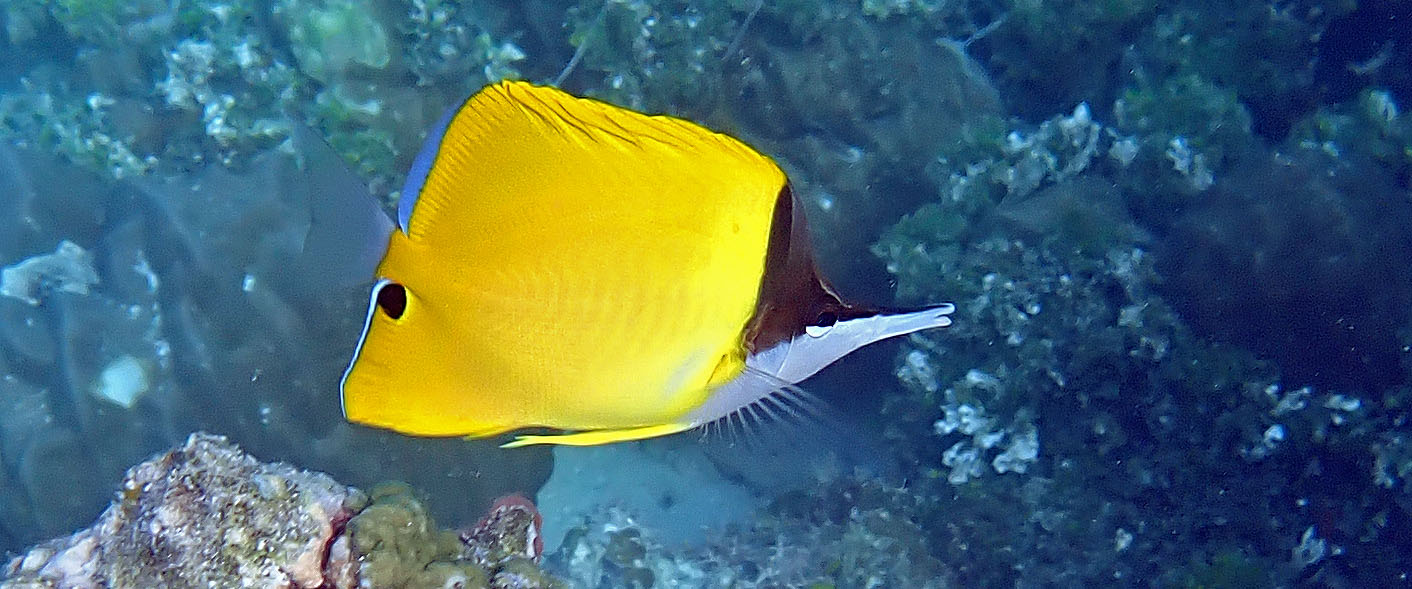 lomgnose-butterflyfish-santa-ana-