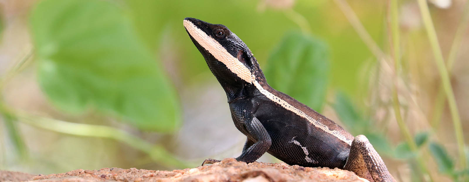 'Horner's Ta-Ta Lizard' (image by Damon Ramsey)