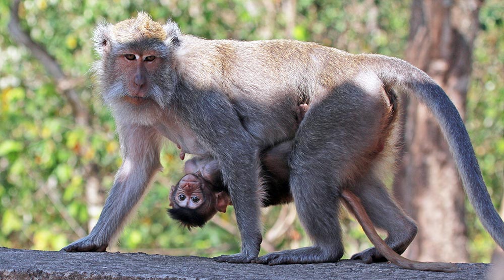 macaque-mum-longtailed-bali-barat