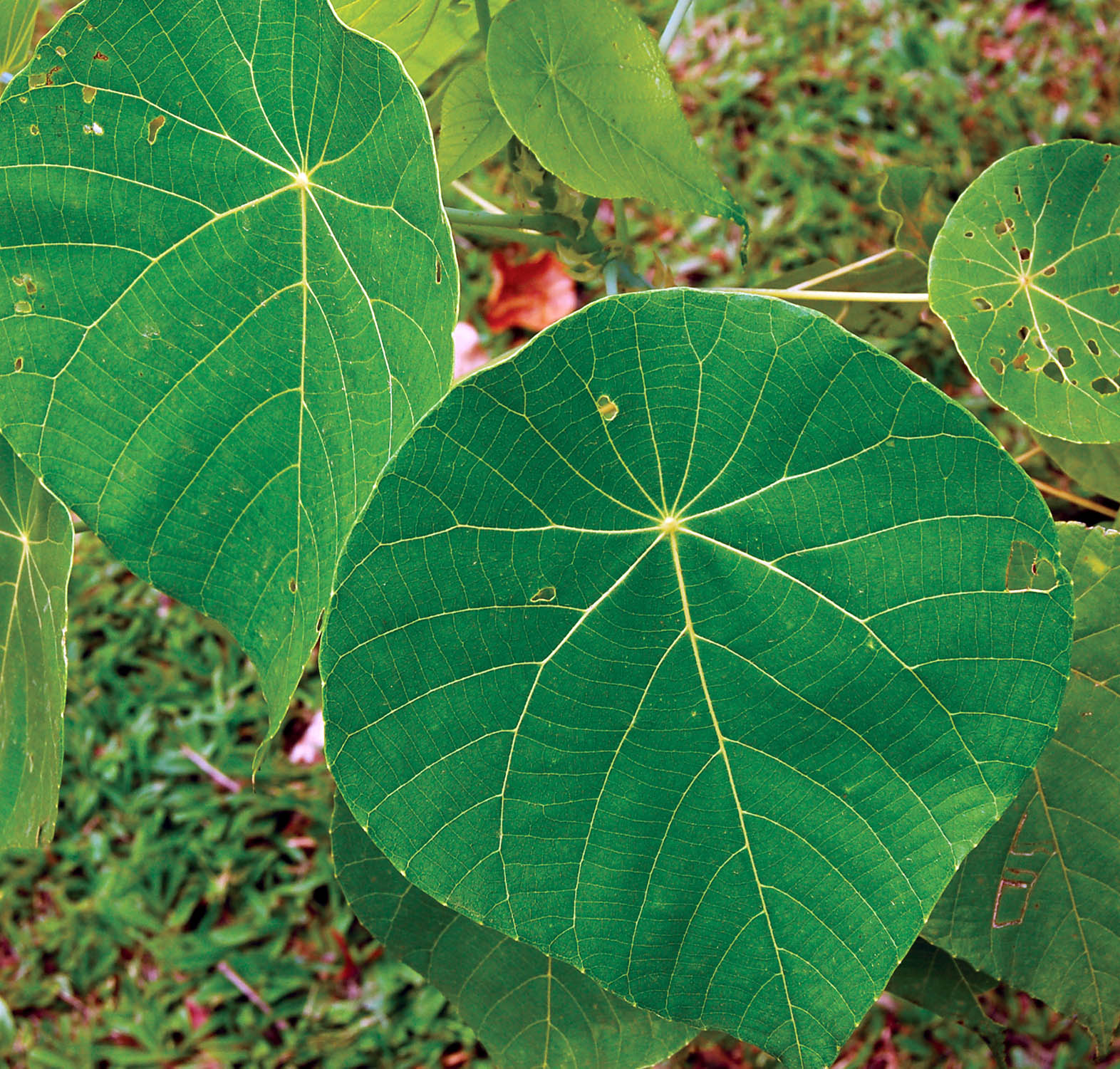 macaranga-daintree