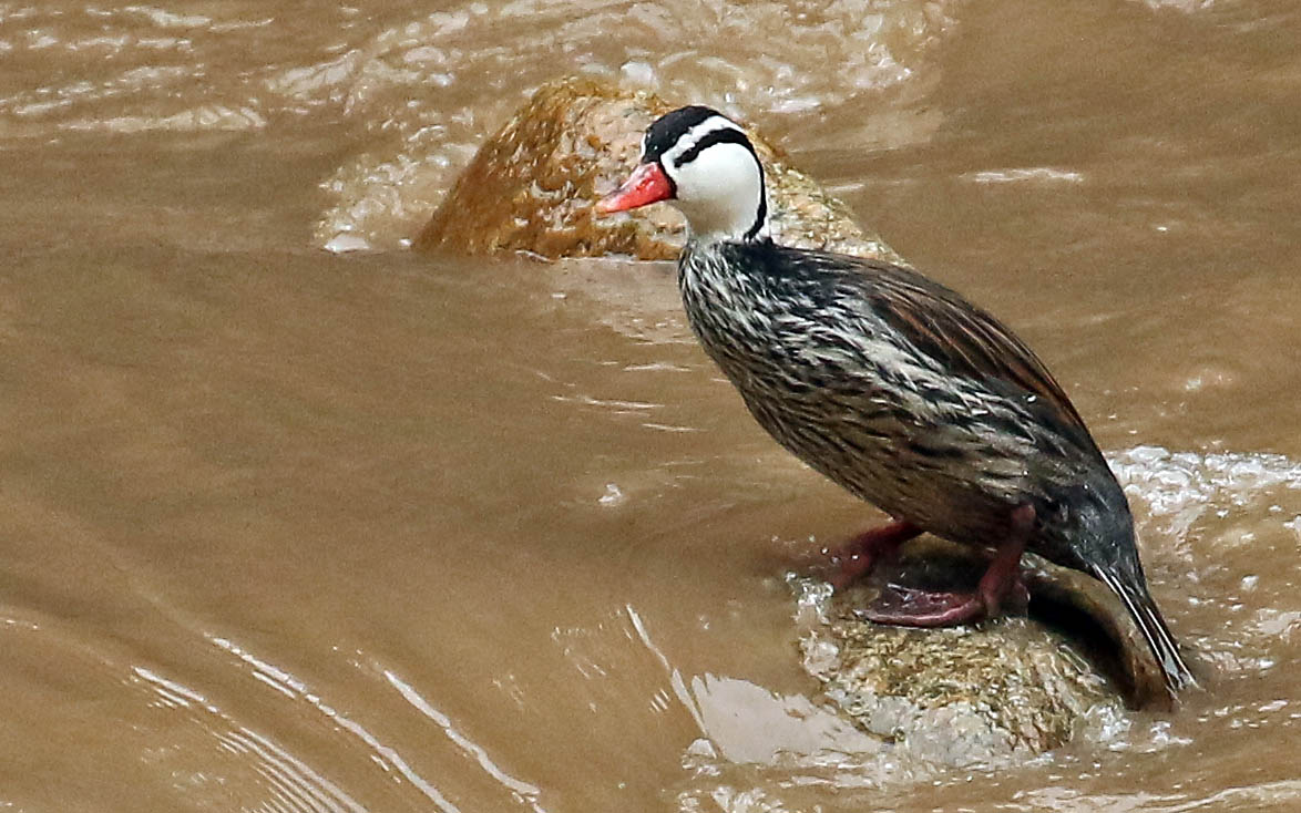 machu-picchu-torrnt-duck-on-rock