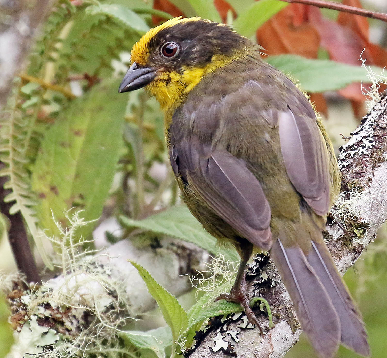 machu-picchu-tricolouredbird