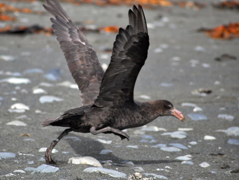 macquariePetrelGuant