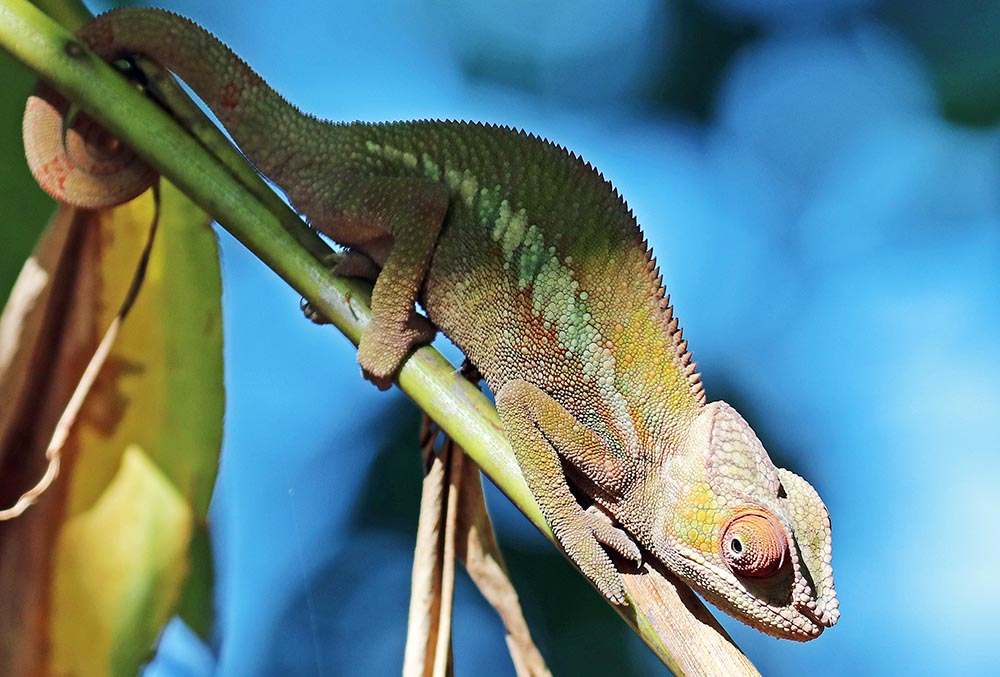 madagascar-chameleon