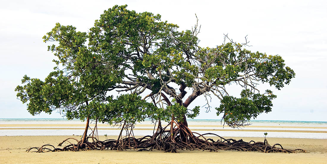 rhizophora-tree-bloomfield