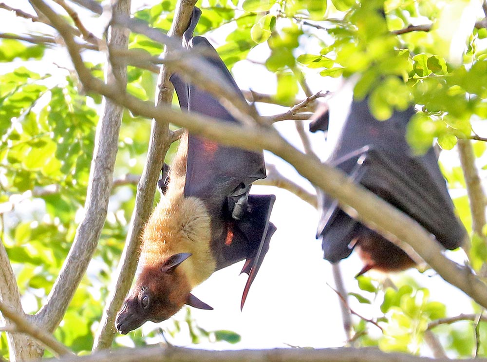 maldives-flying-fox