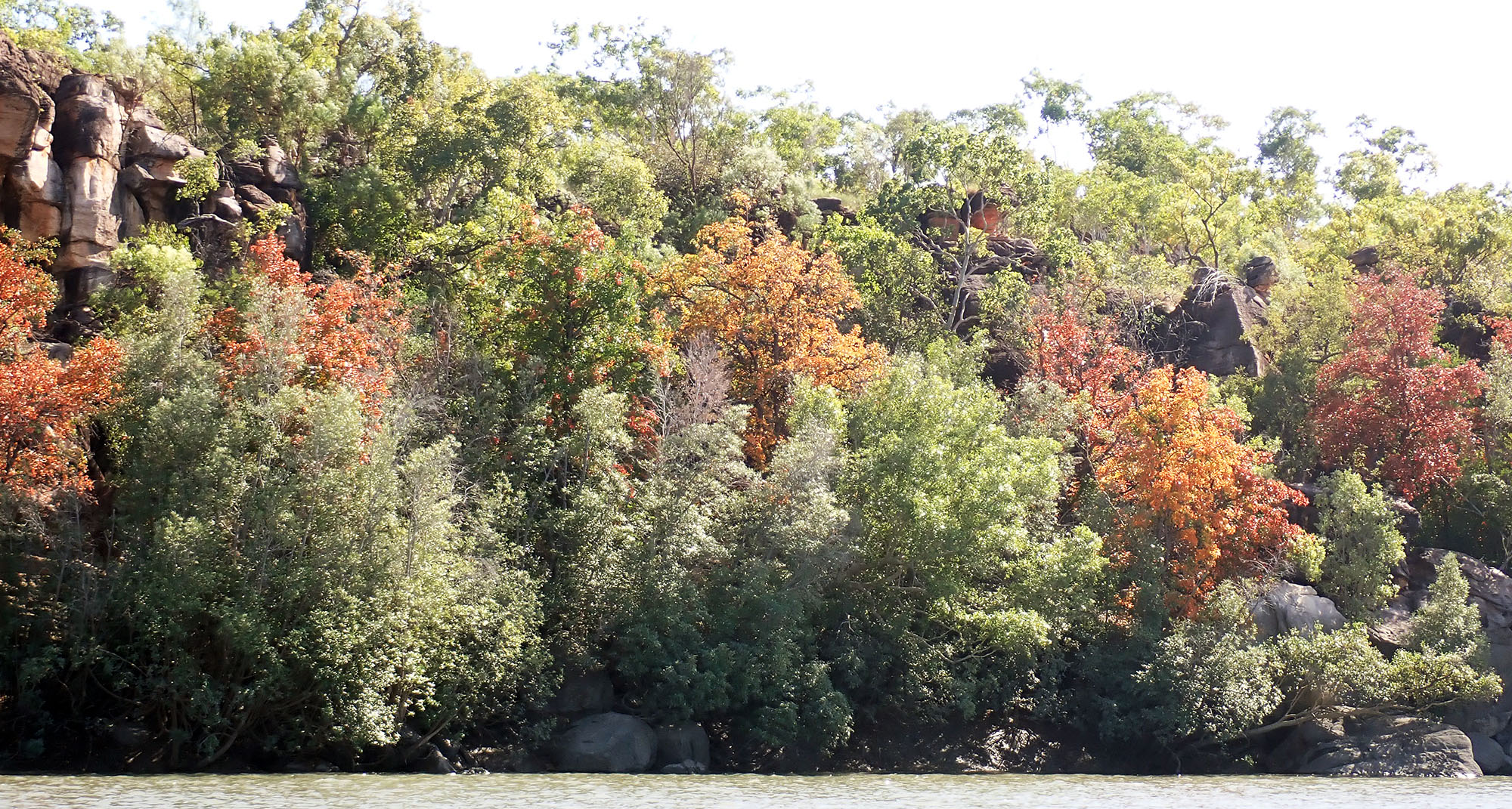 mangrove-cedar-kimberley