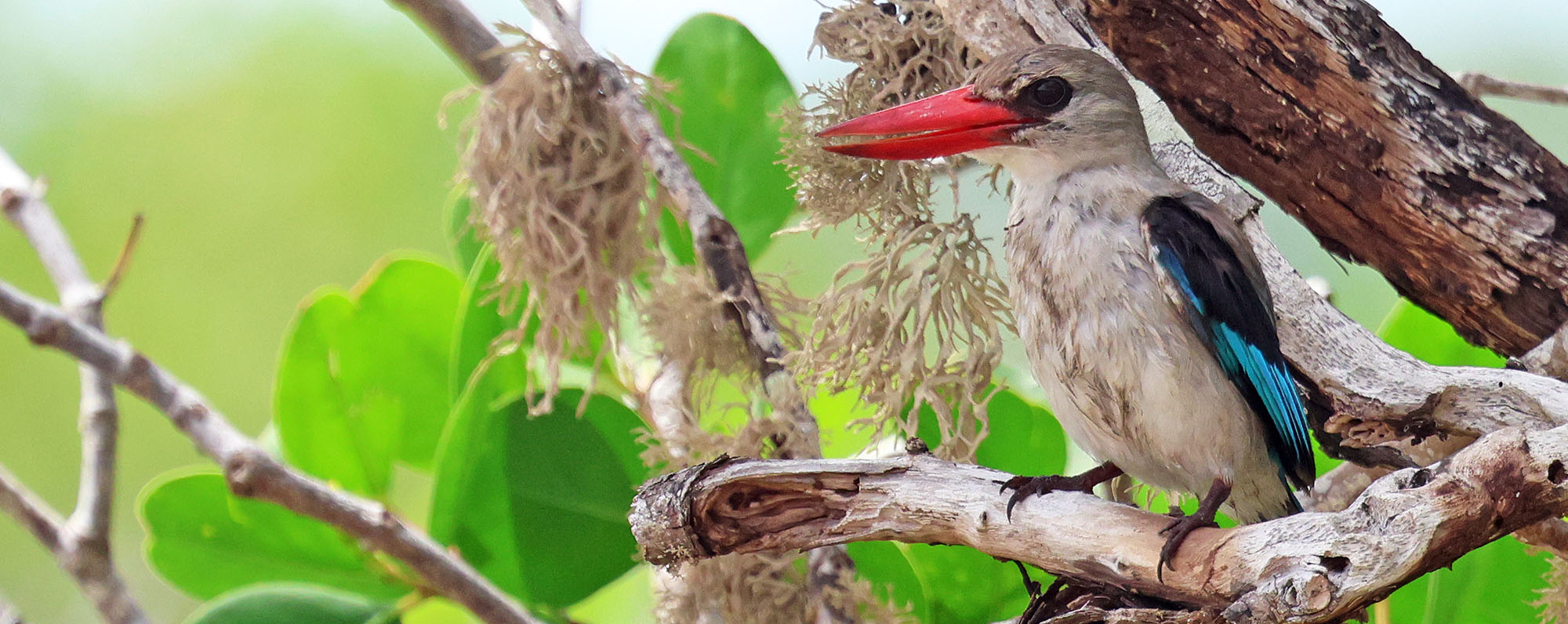 mangrove-kingfisher-kilwa-