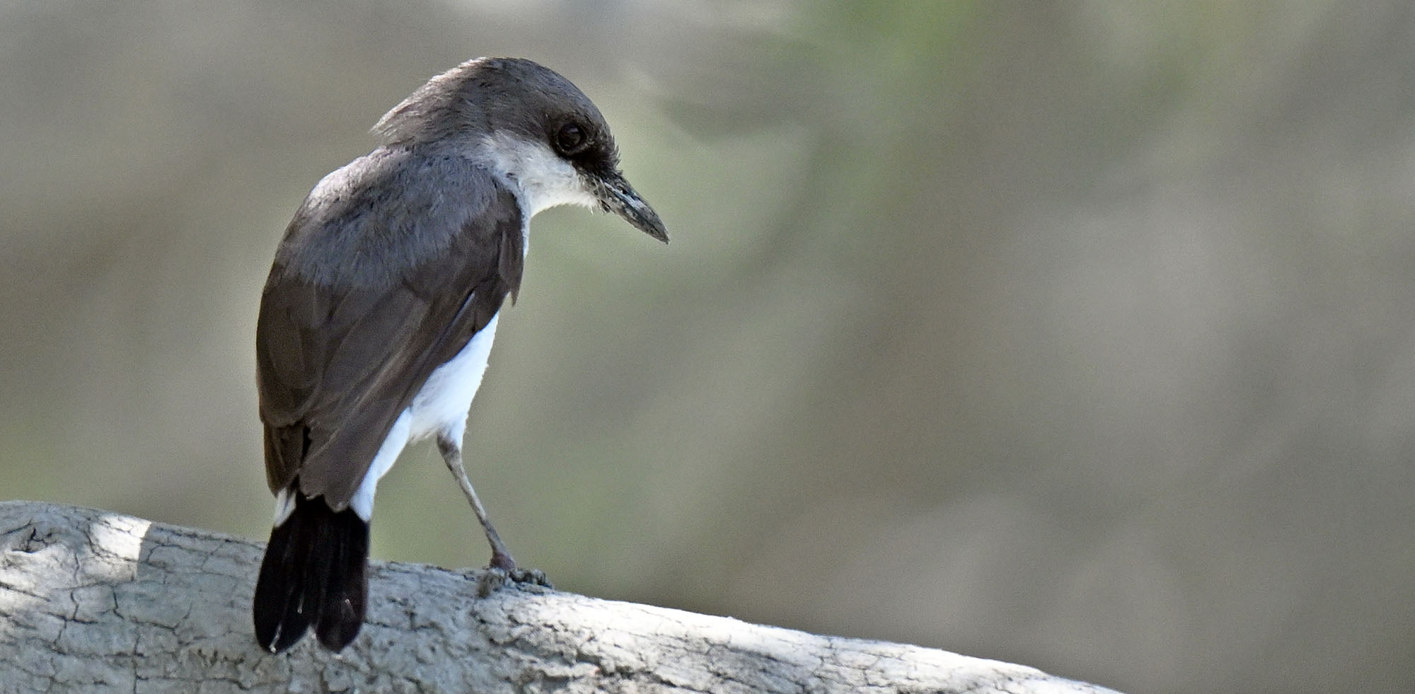 mangrove-robin-hunter-
