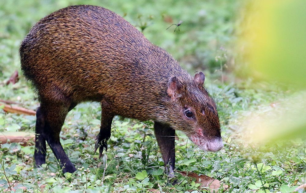 manu-paradise-agouti