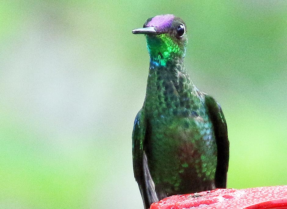 manu-paradise-violet-fronted-brilliant