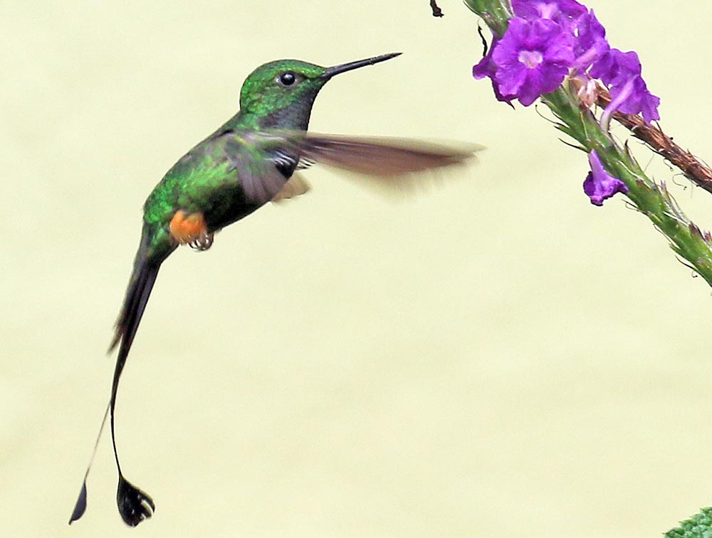 manu-paradise-lodge-hummingbird-tail