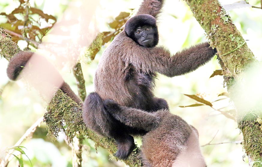 manu-paradise-woolly-monkey