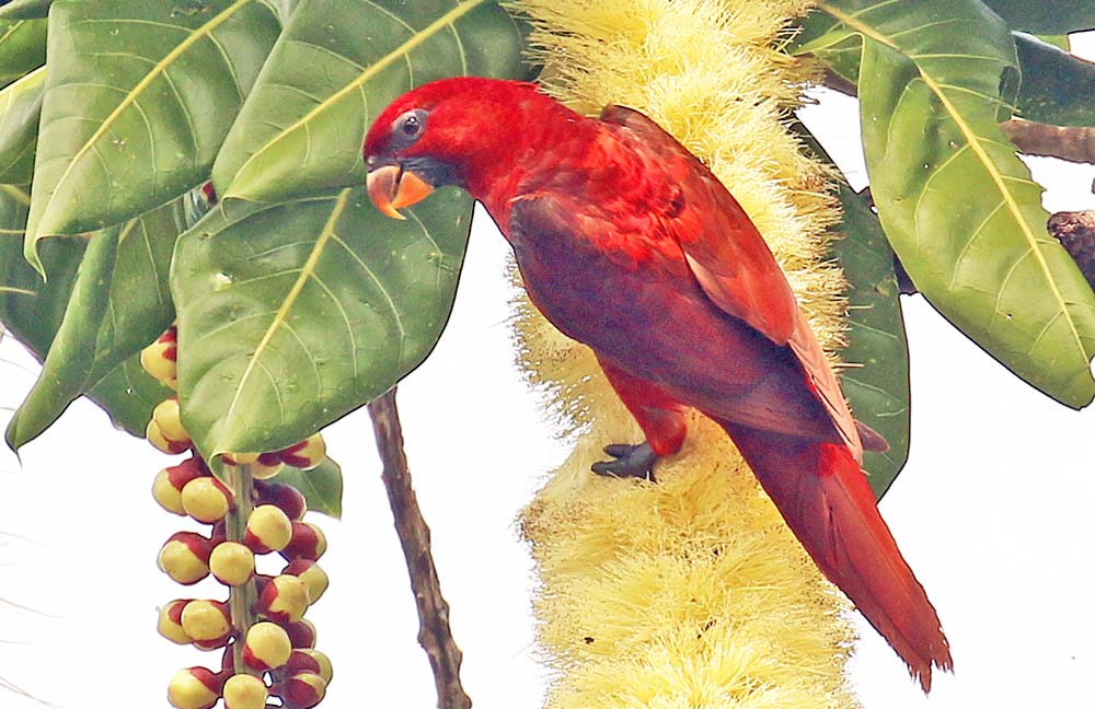 marovo-lorikeet