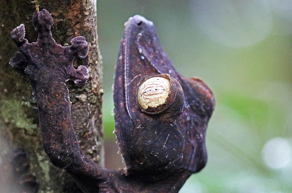 masoala-gecko