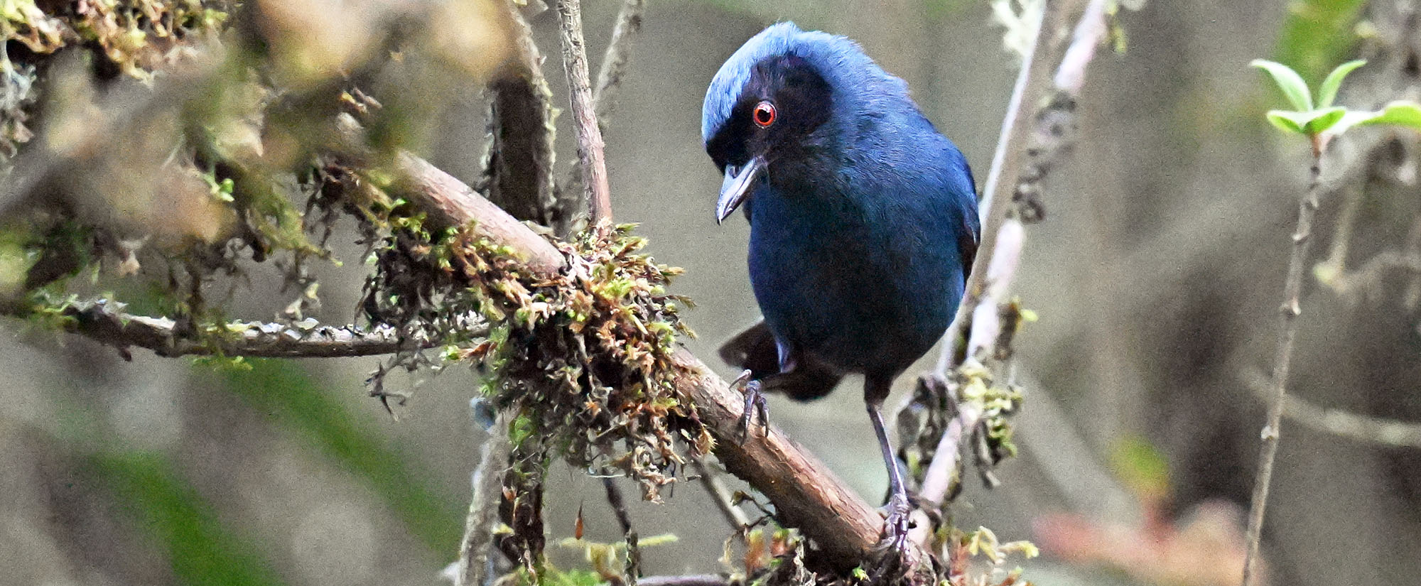 jucumari-flowerpiercer jucumari-flowerpiercer