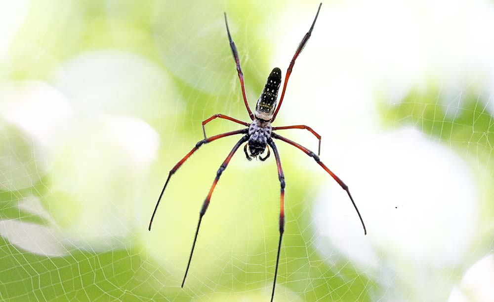 masoala-orb-web-spider
