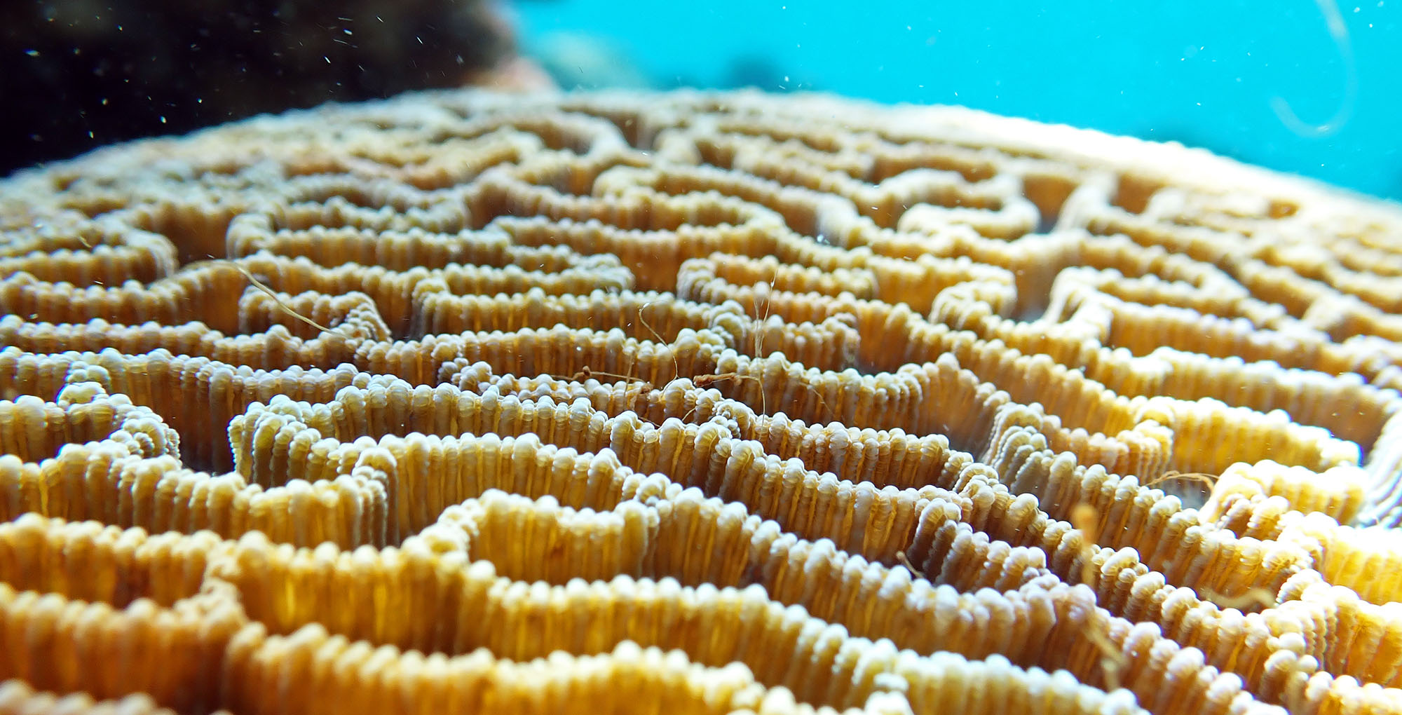 maze-coral-champagne-